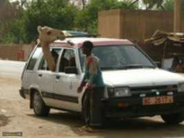 Free download Camel in a car (19[1].jpg) free photo or picture to be edited with GIMP online image editor